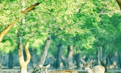 মংলা নদী মোহনা